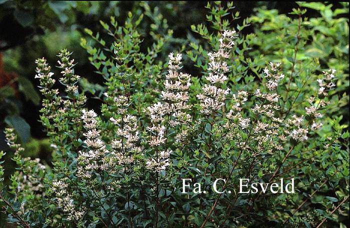 Abelia biflora