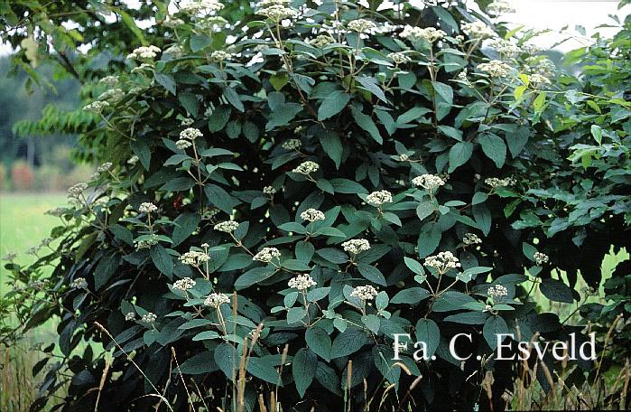 Viburnum rhytidophylloides 'Willowwood'