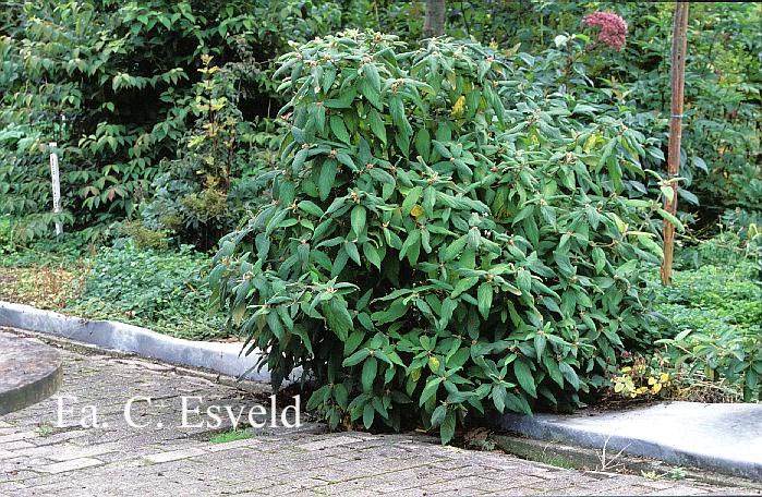 Viburnum buddleifolium