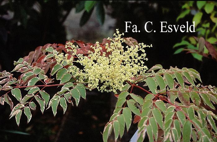 Aralia elata 'Aureovariegata'