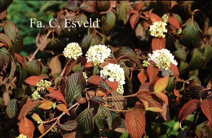 Viburnum plicatum 'Thunberg's Original'