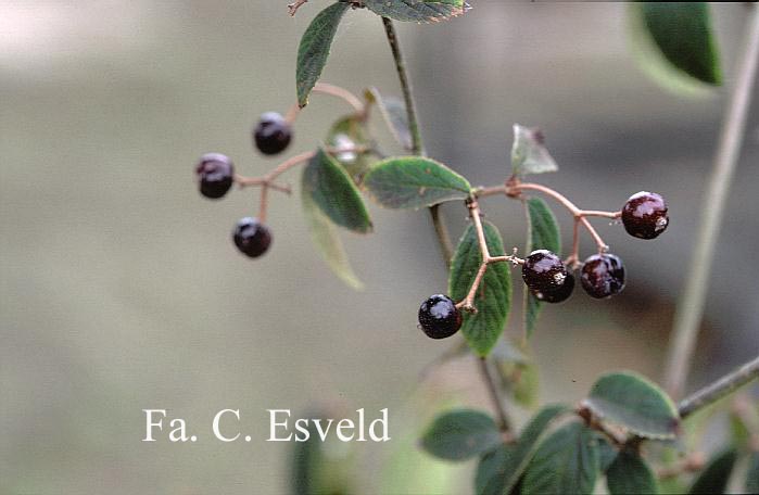 Viburnum ichangense