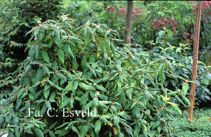 Viburnum buddleifolium