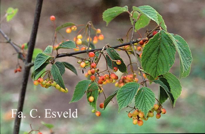 Viburnum betulifolium