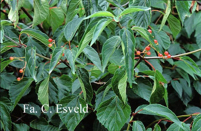 Viburnum betulifolium