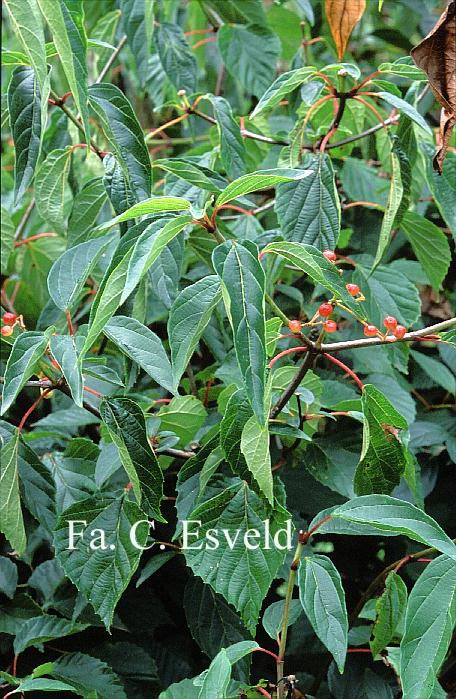 Viburnum betulifolium