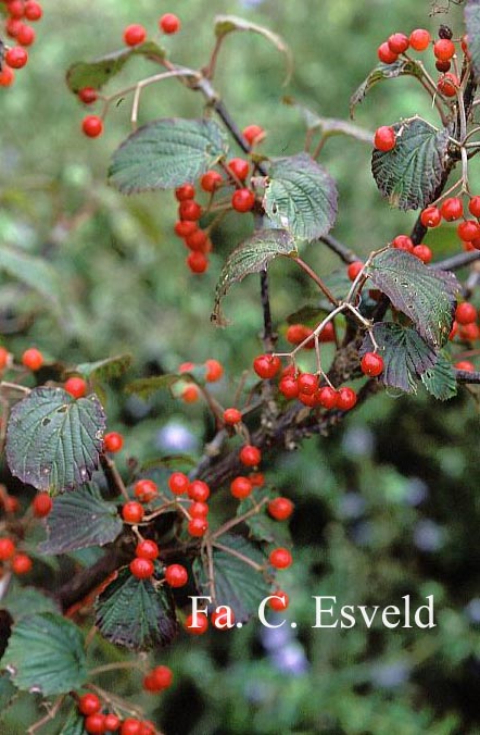 Viburnum betulifolium