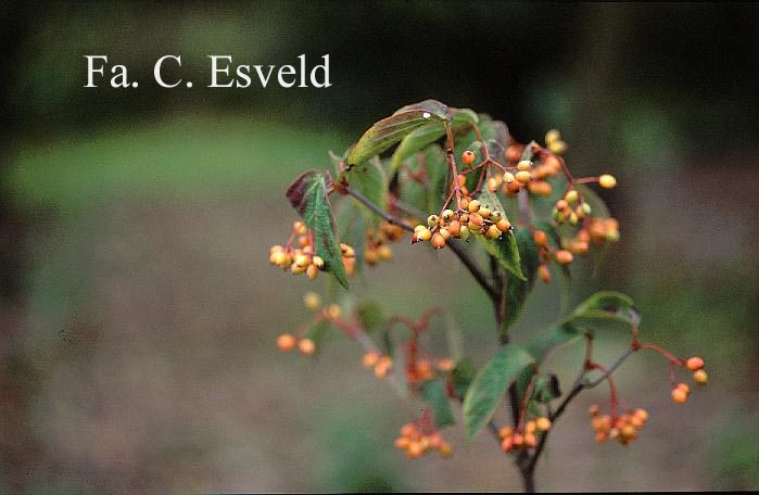 Viburnum setigerum 'Aurantiacum'