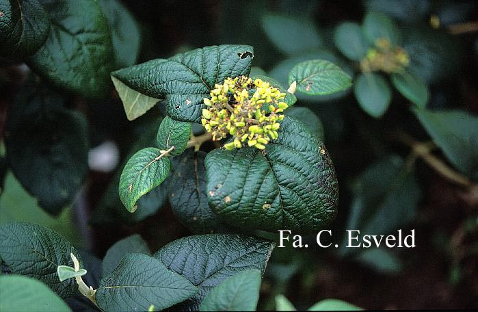 Viburnum lantana 'Rugosum'
