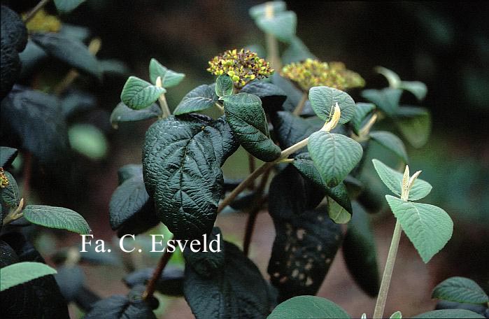 Viburnum lantana 'Rugosum'