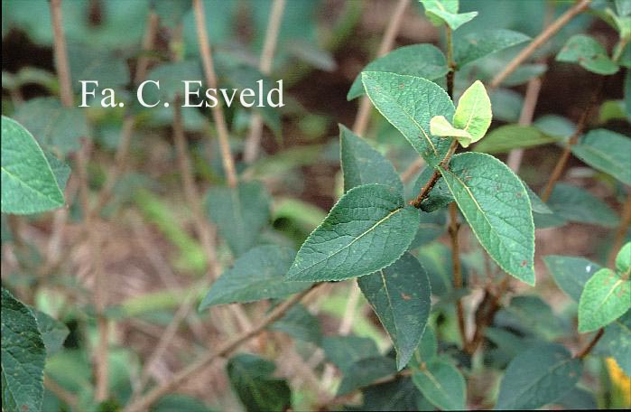Viburnum burejaeticum