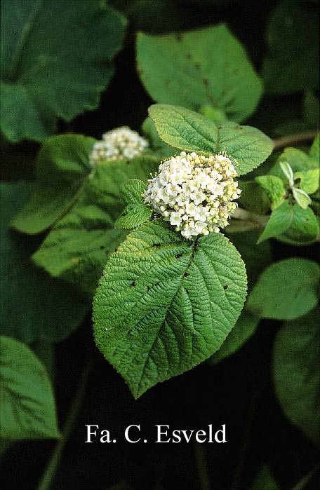 Viburnum lantana 'Versicolor'
