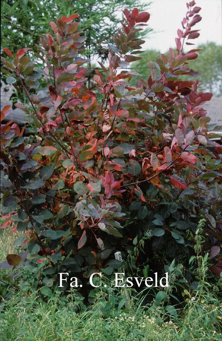 Cotinus 'Grace'