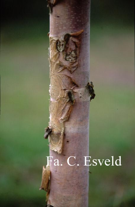 Betula albosinensis 'Kenneth Ashburner'