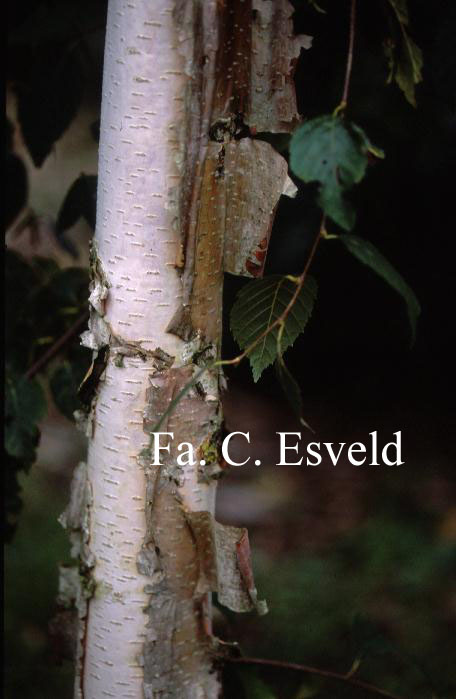 Betula davurica 'Maurice Foster'