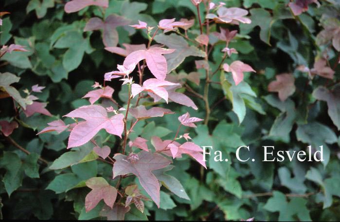 Liquidambar formosana 'Ellen'