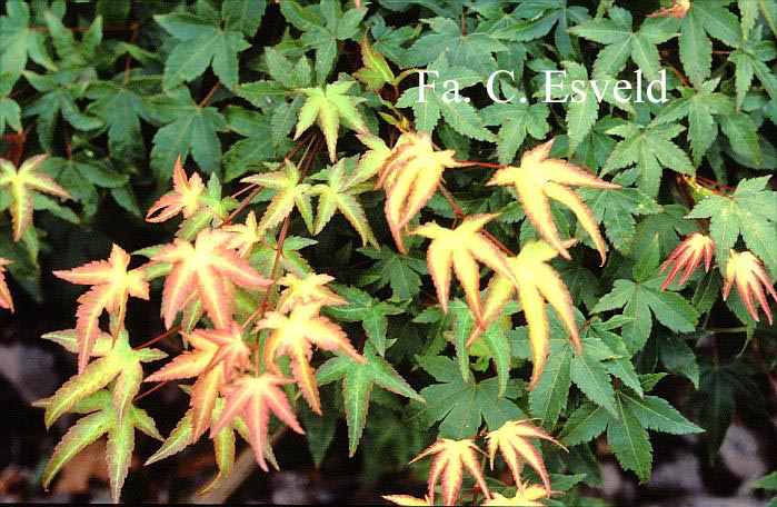 Acer palmatum 'Tama hime'