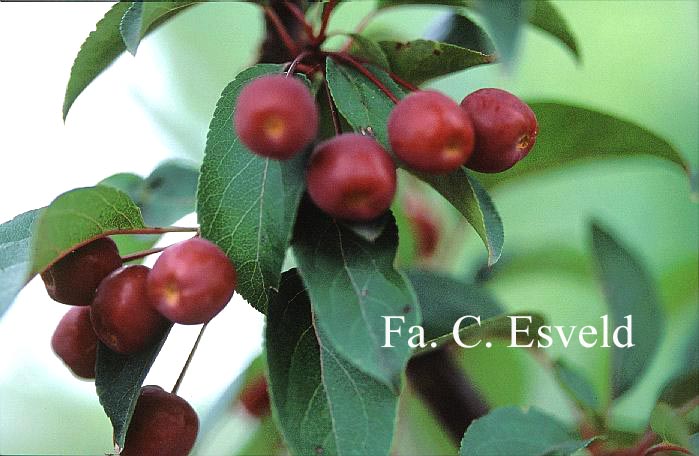 Malus 'Red Splendor'