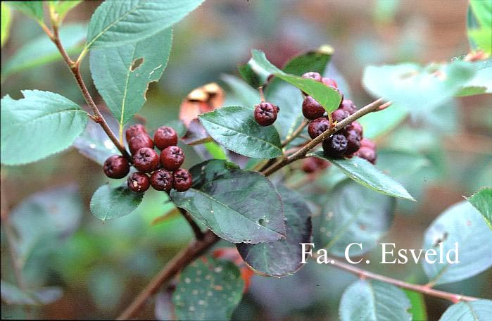 Aronia prunifolia 'Aron'