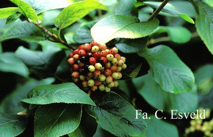 Viburnum lantana 'Aureum'