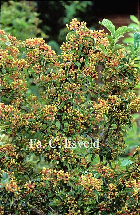 Viburnum sieboldii 'Seneca'