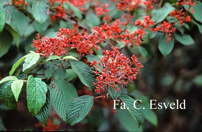 Viburnum plicatum 'Shoshoni'