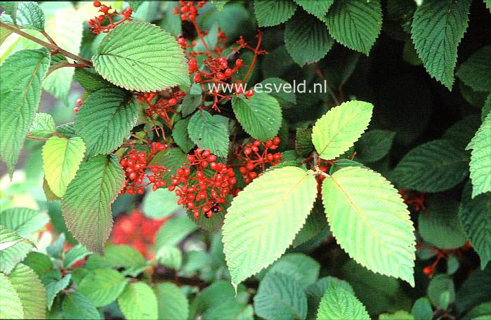 Viburnum plicatum 'Tennessee'