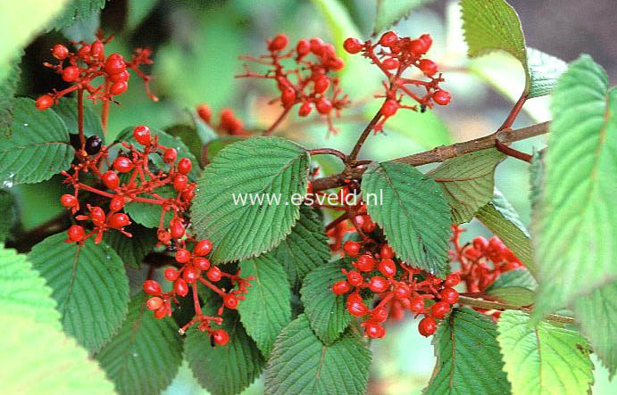 Viburnum plicatum 'Tennessee'