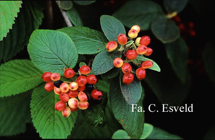 Viburnum lantana 'Rugosum'