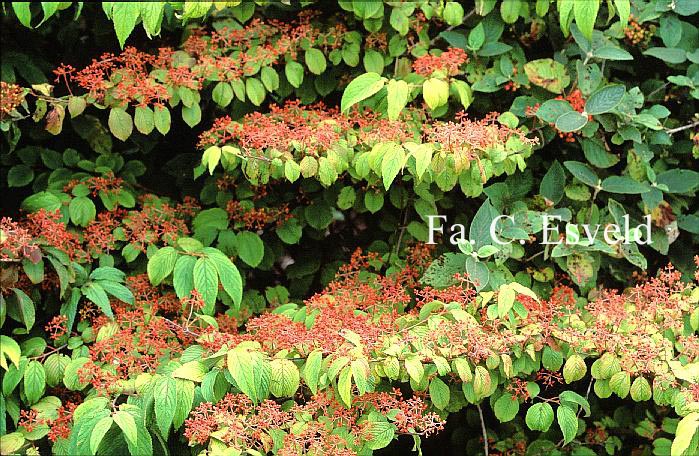 Viburnum plicatum 'Mariesii'