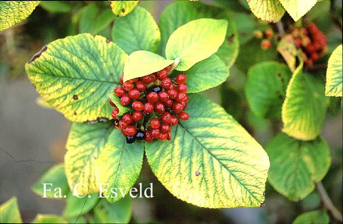 Viburnum lantana 'Aureum'