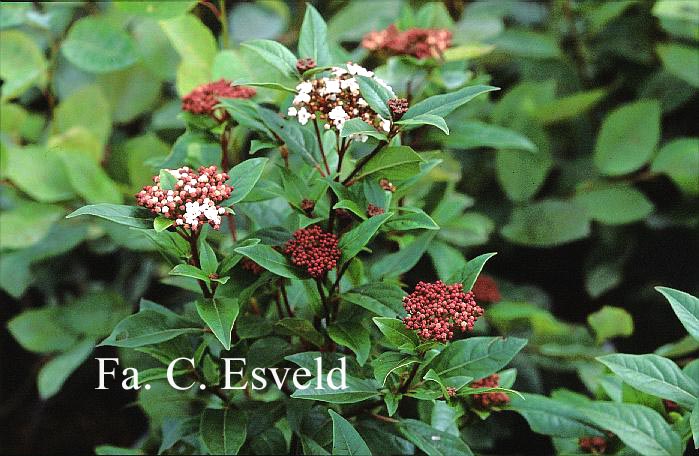 Viburnum tinus 'Purpureum'