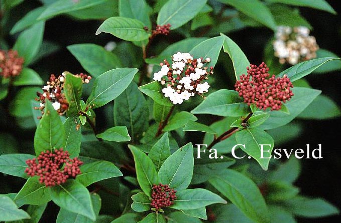 Viburnum tinus 'Purpureum'