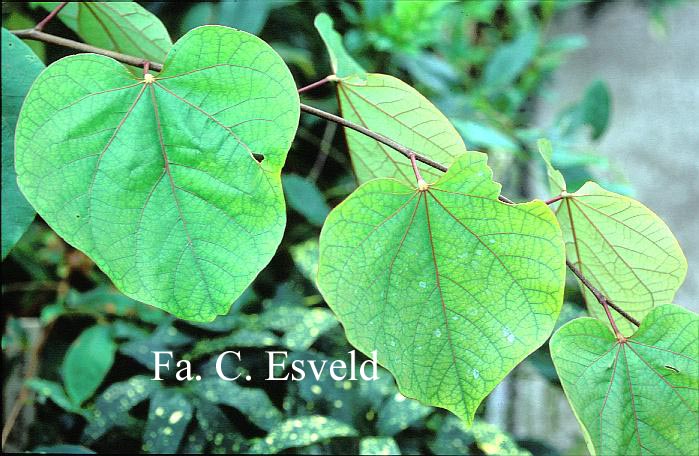 Cercis gigantea