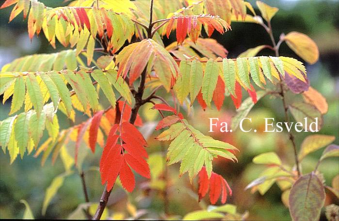 Rhus typhina