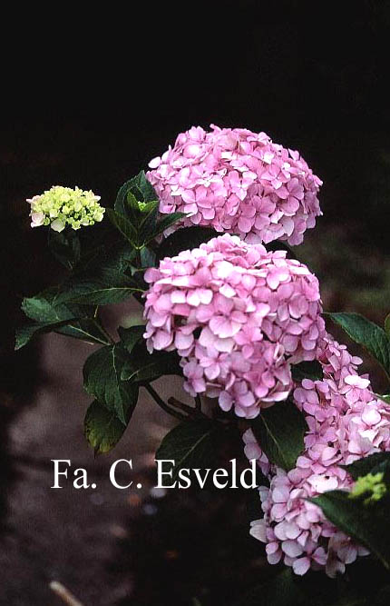 Hydrangea macrophylla 'Joseph Banks'