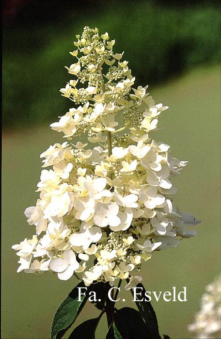 Hydrangea paniculata 'Evereste'