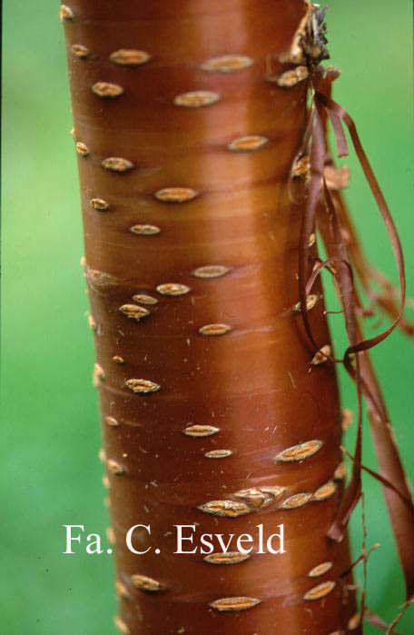 Prunus serrula