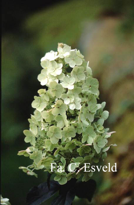 Hydrangea paniculata 'Grandiflora'