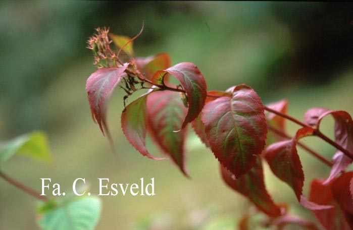 Diervilla sessilifolia