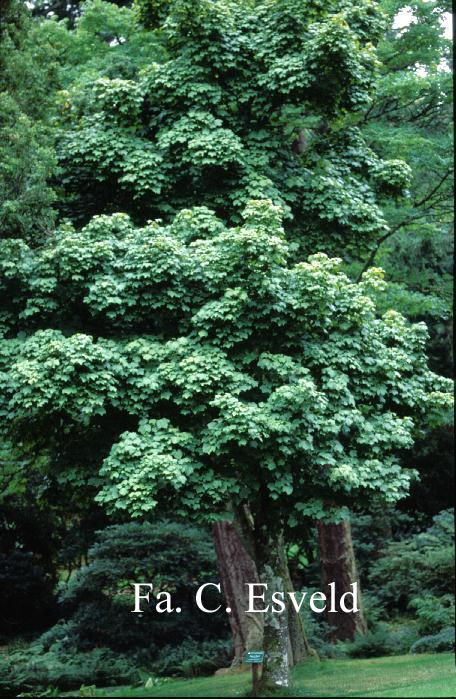 Acer nipponicum