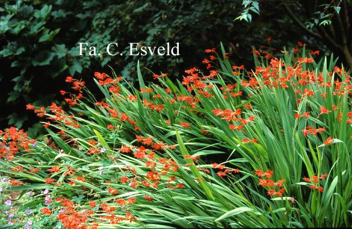 Crocosmia 'Emberglow'