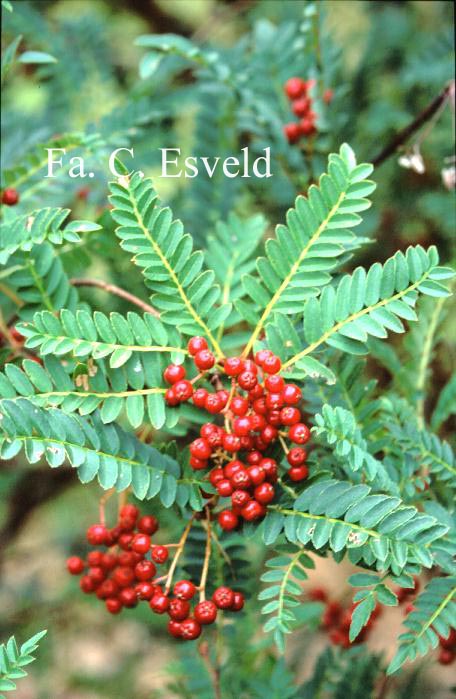 Sorbus pseudovilmorinii