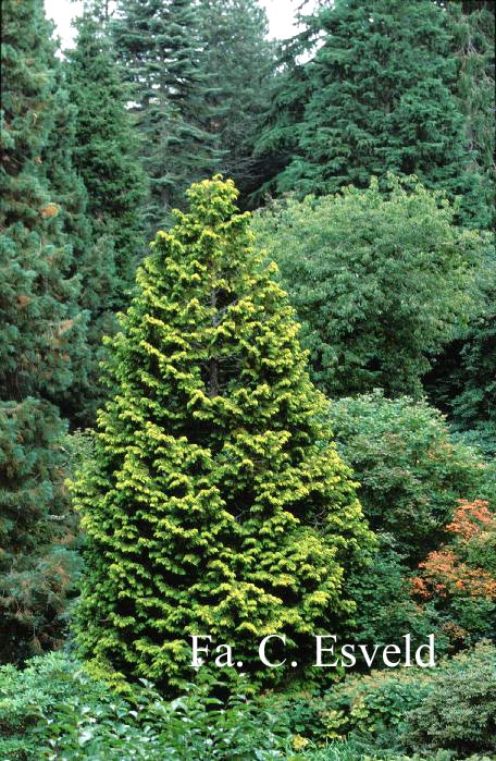 Chamaecyparis obtusa 'Crippsii'