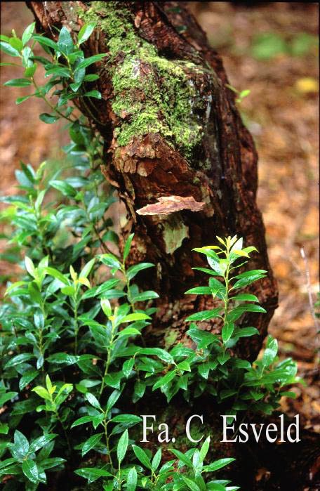 Pieris floribunda