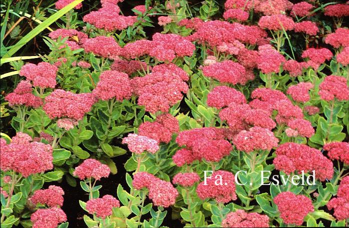 Sedum 'Herbstfreude'