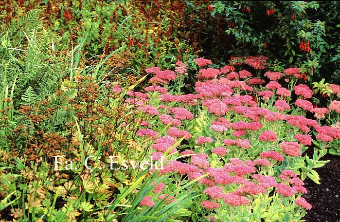 Sedum 'Herbstfreude'