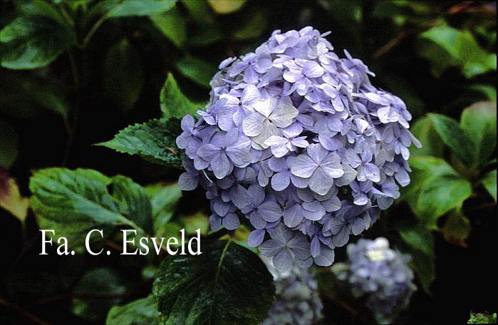 Hydrangea macrophylla 'Joseph Banks'