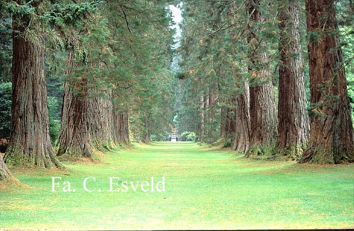 Sequoiadendron giganteum