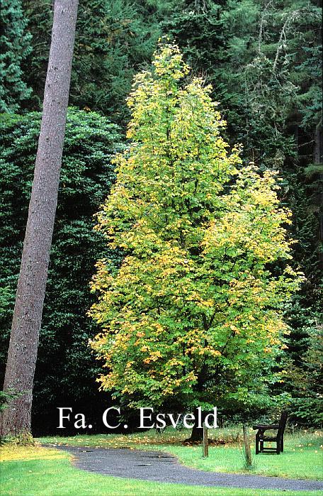 Acer saccharum